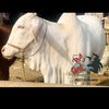 rajasaincattlefarm