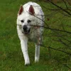 wolfsbaby