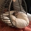 cindysfuzzybuttsrescue