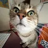 sam_fiakre