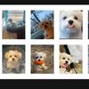 hazelthemorkie