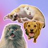 hausofkatz