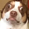 oflaneur