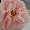 alamanda7777