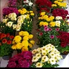 faeyza_flowers