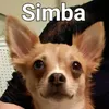 simba_le_chihuahua