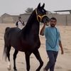 مربط بو حبيب لبيع الخيل وشرا🐎