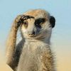 thesavagemeerkat