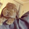 cherylebunnyjones
