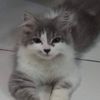 taesweetpotato