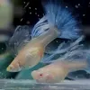 manhtruong243