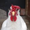 mar.ayam
