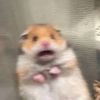 hehe_0_02