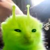 cavaww