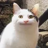 nene_282828