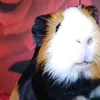 animallover.zx123