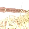 علوش