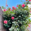 nadosh0alabedi