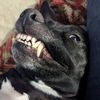 eyebugchewychomp