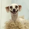 dobby_051