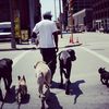 steve_dogs