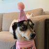 phxfostermom