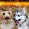 catedoge16