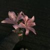 erriez_