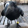 corvidsxcryptids