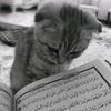 fifihsitimuhafilah_11