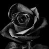 anna.star1111