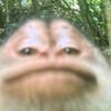 drozy.ae