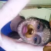 honey_xvy9