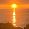 paddy_1106