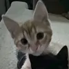 kolorowe.domy
