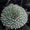floralnation5