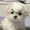 xinhgai_tinhquai1