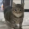 silentgh0ul_eng