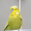 budgies_paradise