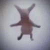 goba_436