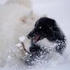 fourdogs_16paws