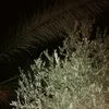 younismahmoudalzobaie