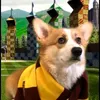 hogwartsdog