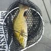 bassmaster989
