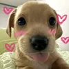 1carolina__