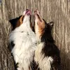 jogg_milow