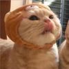 cutecat12210