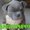 angrypuppy_101