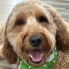 ernie.da.dog