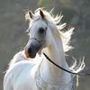 almas_453